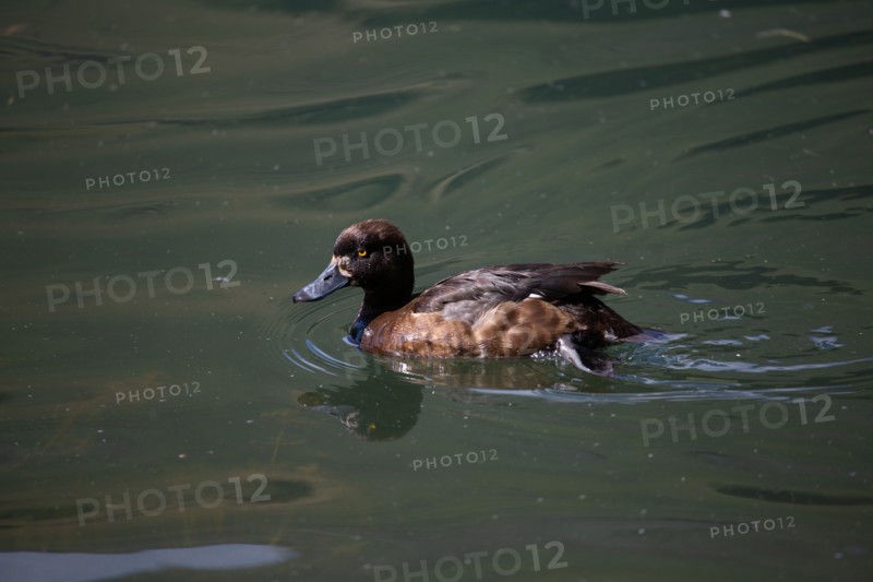 Morzine, Haute-Savoie, site du lac des Mines d'Or