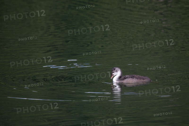 Morzine, Haute-Savoie, site of the Lac des Mines d'Or