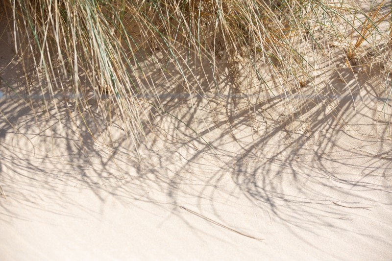 Dunes de Biville (Manche)