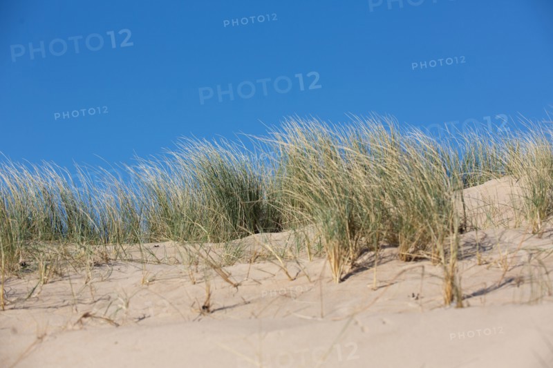 Dunes de Biville (Manche)