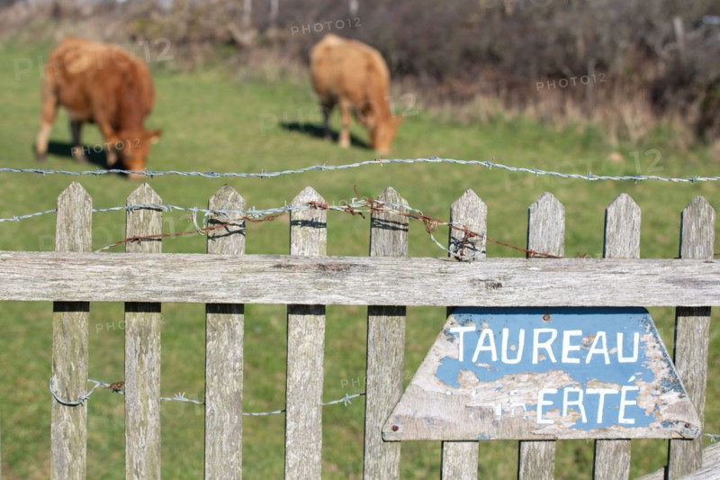 La Hague, Nez de Jobourg (Manche), sign that reads "Taureau en liberté" in French (free-range bull)