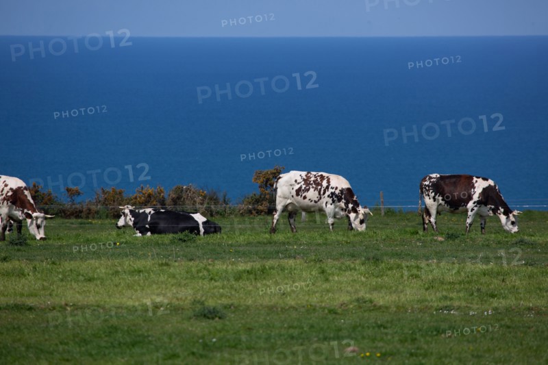 Normandy cows