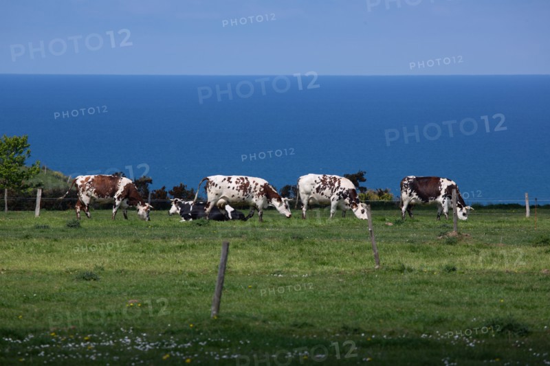 Normandy cows