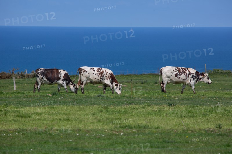 Normandy cows
