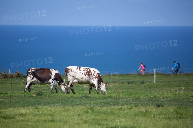 Normandy cows