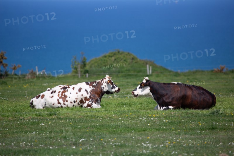 Normandy cows