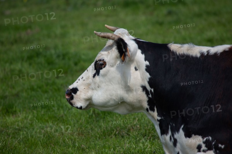 Normandy cows