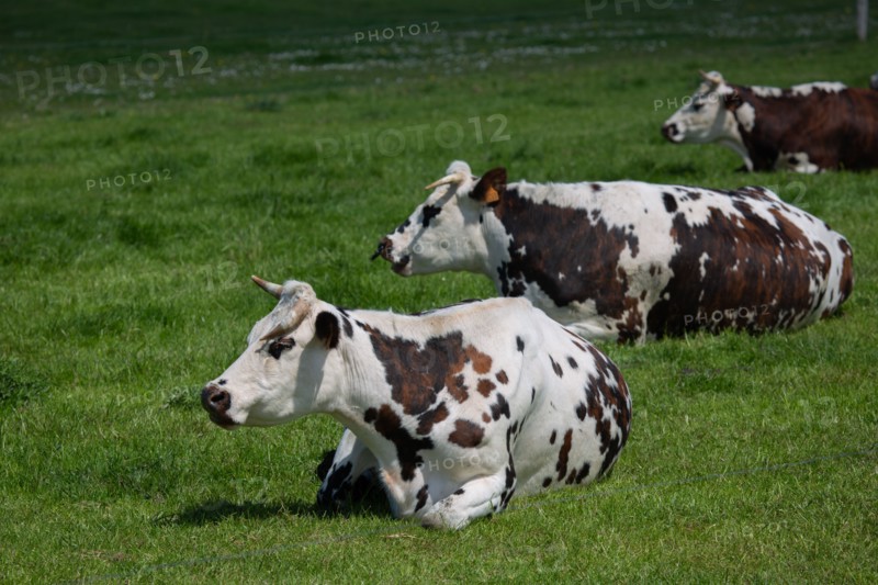 Normandy cows