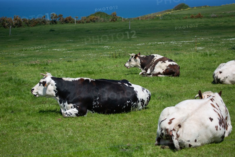 Normandy cows