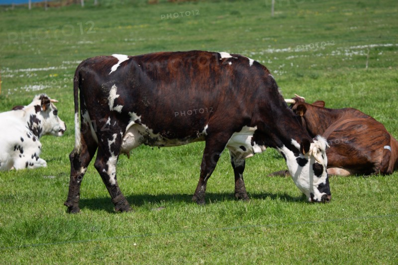 Vaches normandes