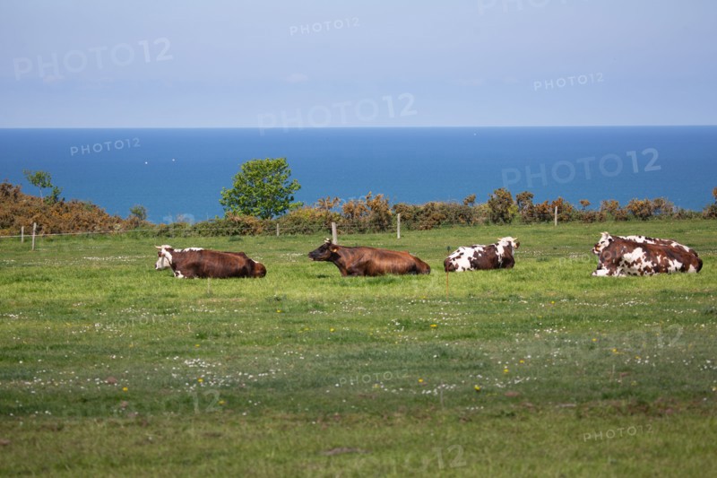 Normandy cows