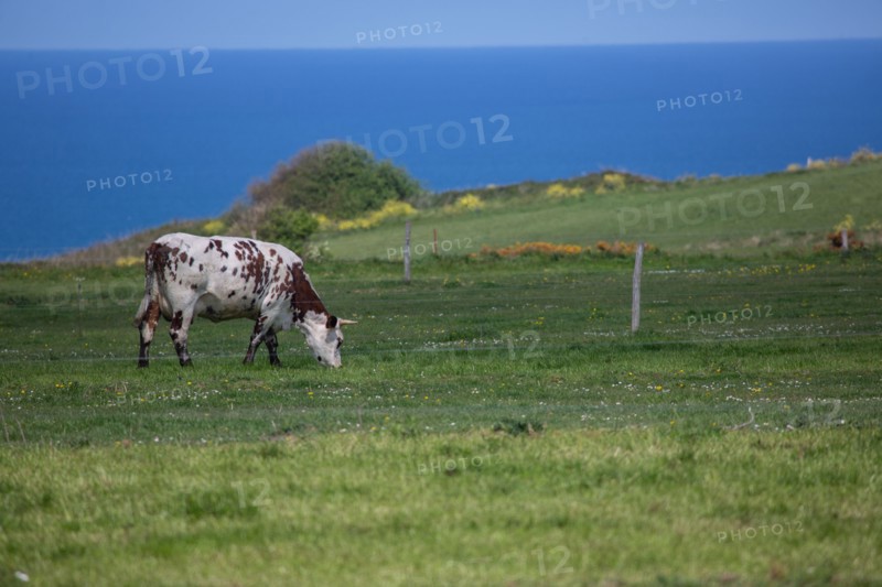 Normandy cows