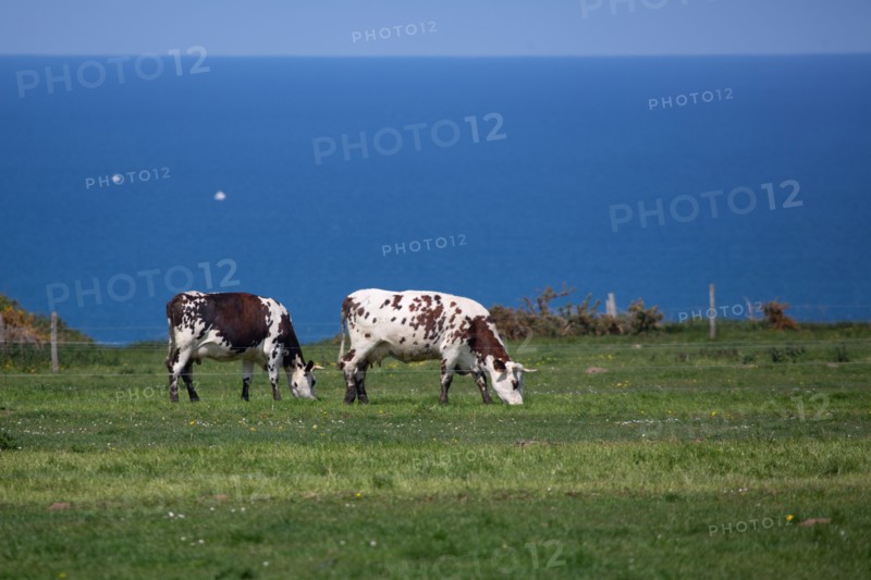 Normandy cows
