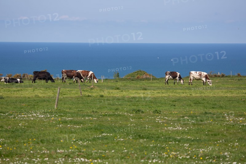 Normandy cows