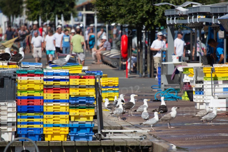Courseulles-sur-Mer (Calvados)