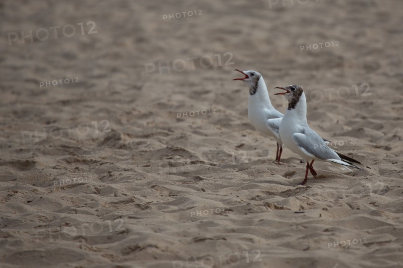 Courseulles-sur-Mer (Calvados)