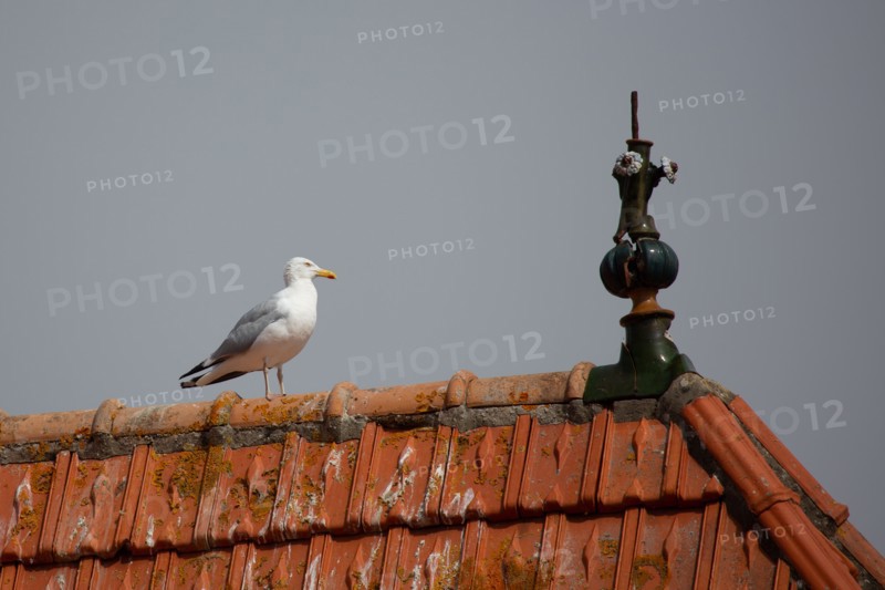Courseulles-sur-Mer (Calvados)