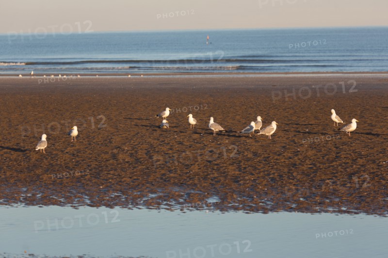Deauville (Calvados)