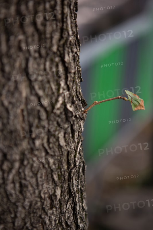 Tronc d'arbre avec une petite ramification