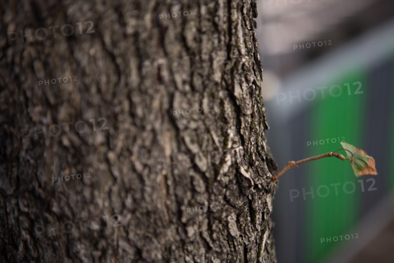Tronc d'arbre avec une petite ramification