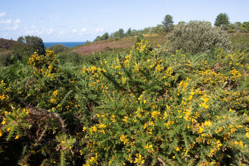 Cap d'Erquy (Côtes d'Armor)