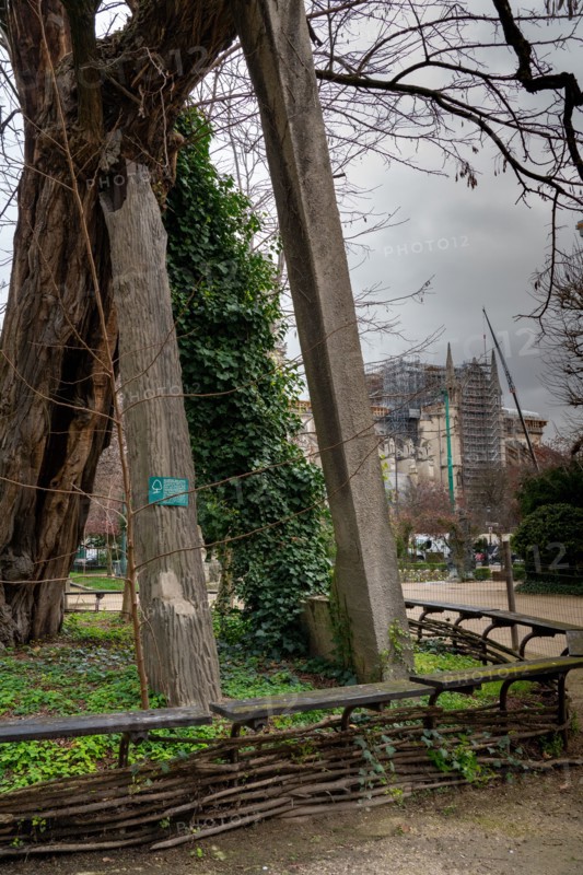 Paris, plus vieil arbre de Paris situé square René Viviani