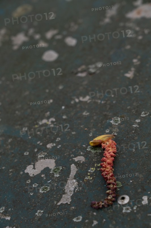 Paris, seahorse shaped vegetation