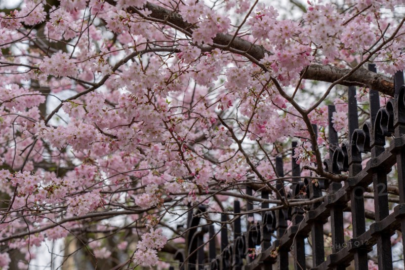 Paris, blossoming prunus