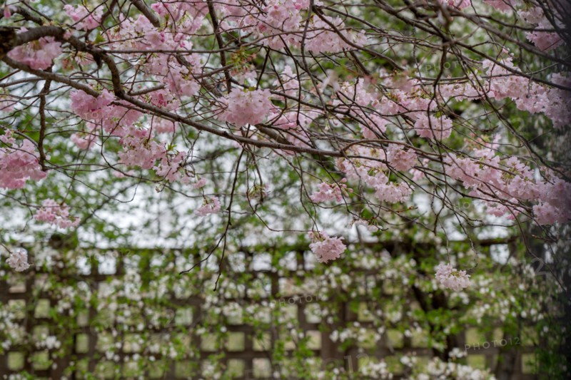 Paris, blossoming prunus