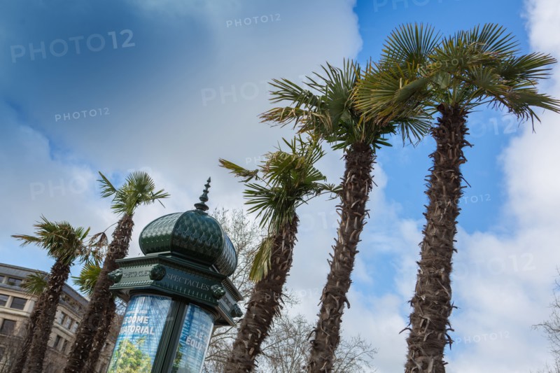 Paris, palmiers et colonne Morris