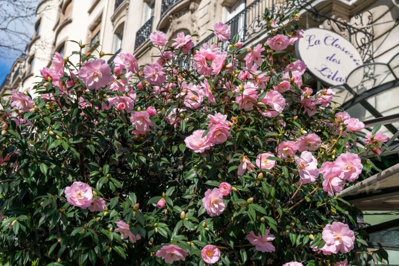 Paris, Closerie des Lilas