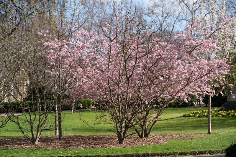 Paris, jardin du Luxembourg
