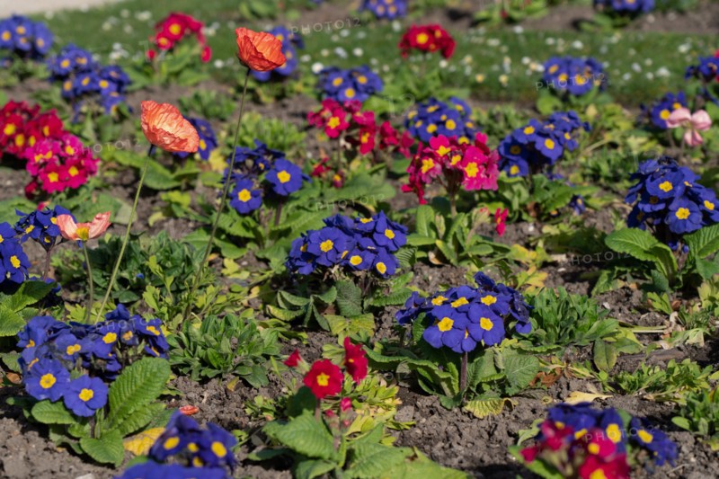Paris, primevères et coquelicots