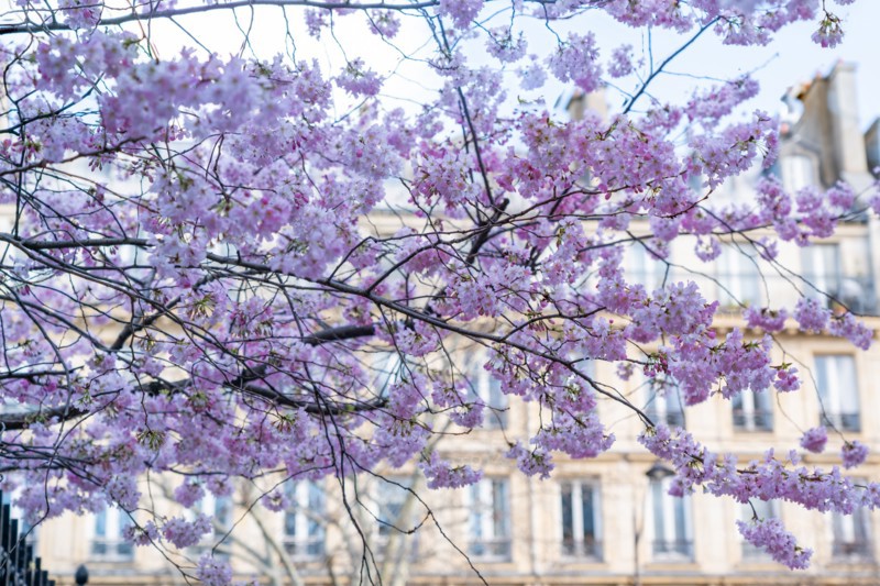 Paris, prunus en fleurs