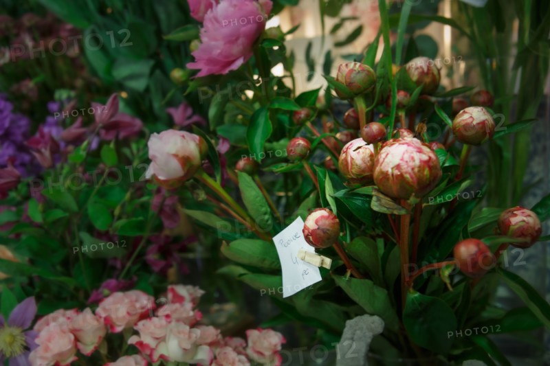 Paris, flower shop on rue d'Alésia