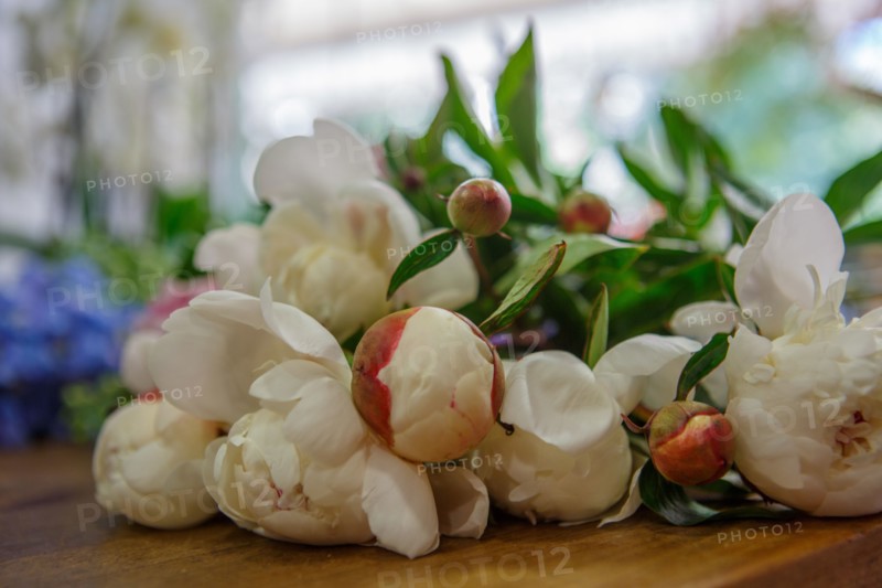 Paris, flower shop on rue d'Alésia