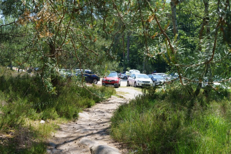 Forest of Fontainebleau