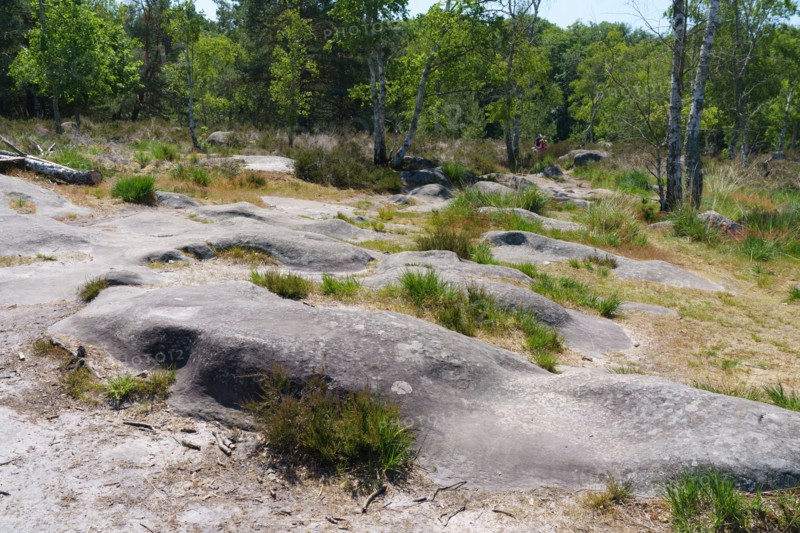 Forêt de Fontainebleau