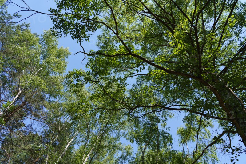 Forêt de Fontainebleau