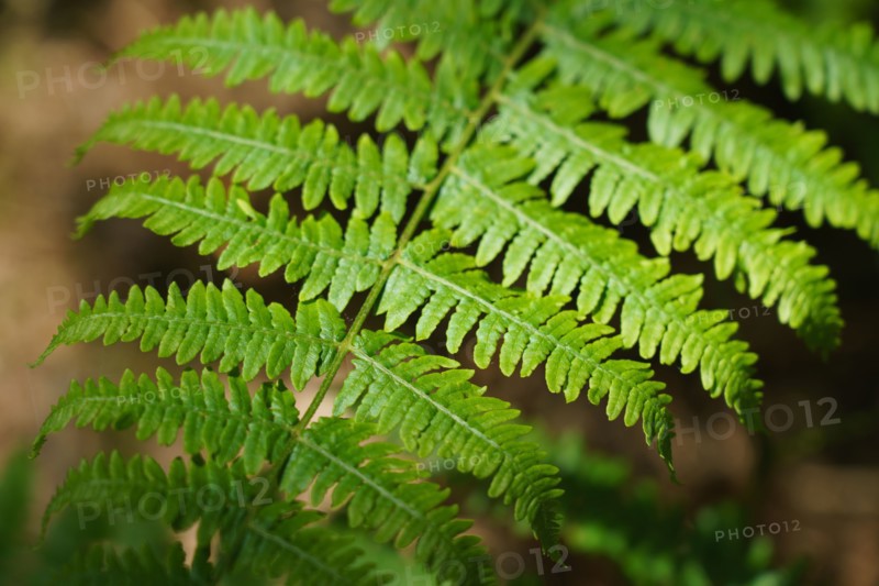 Forest of Fontainebleau