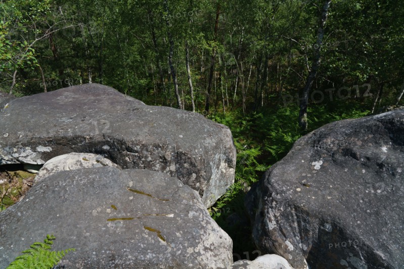 Forest of Fontainebleau