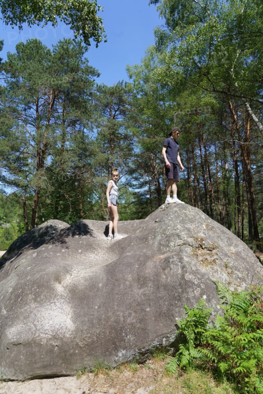 Forest of Fontainebleau