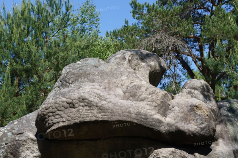 Forest of Fontainebleau