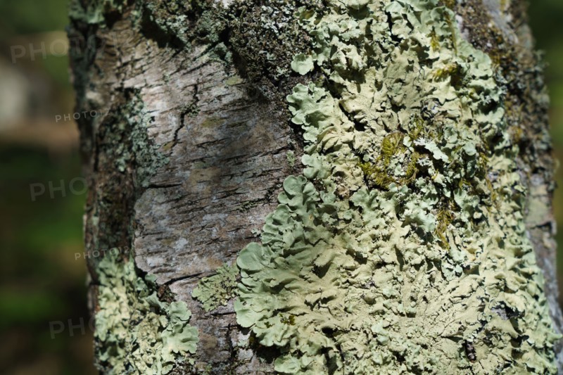 Forest of Fontainebleau