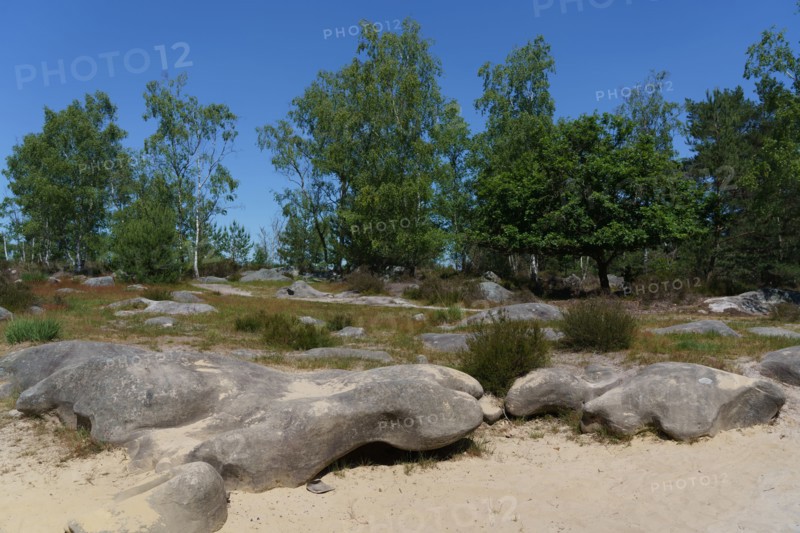 Forest of Fontainebleau
