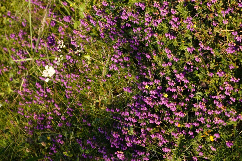 Lande and heather on the Pointe de Kermorvan, North tip of Finistère