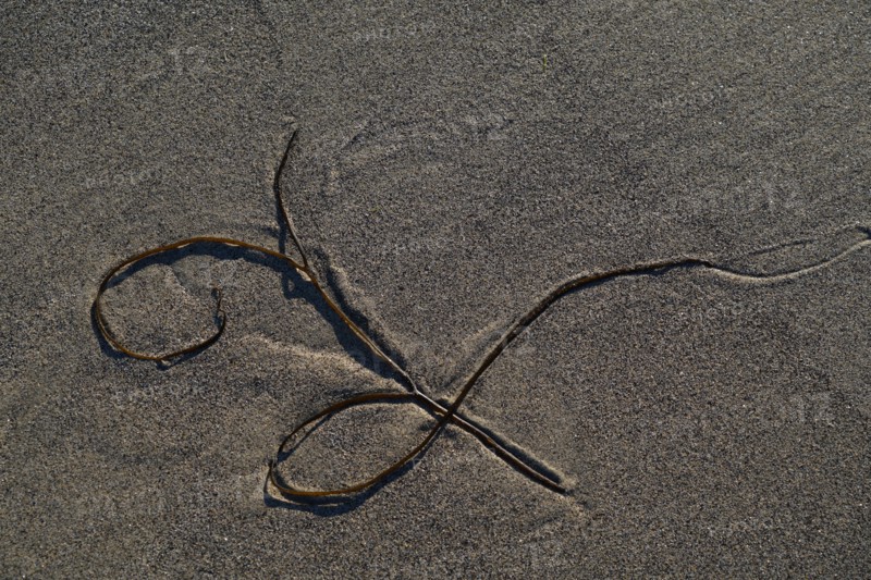 Seaweed on the sand