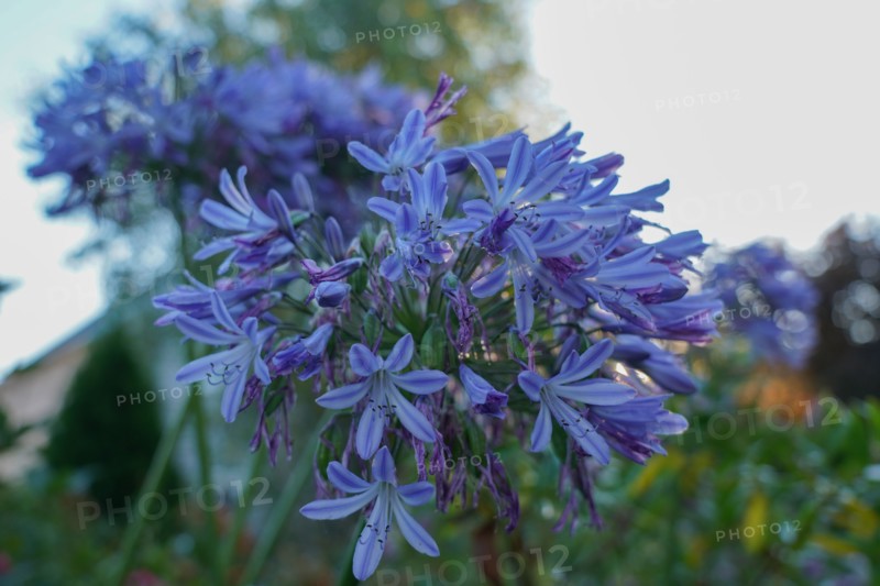 Fleur d'agapanthus