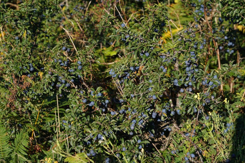 plum tree