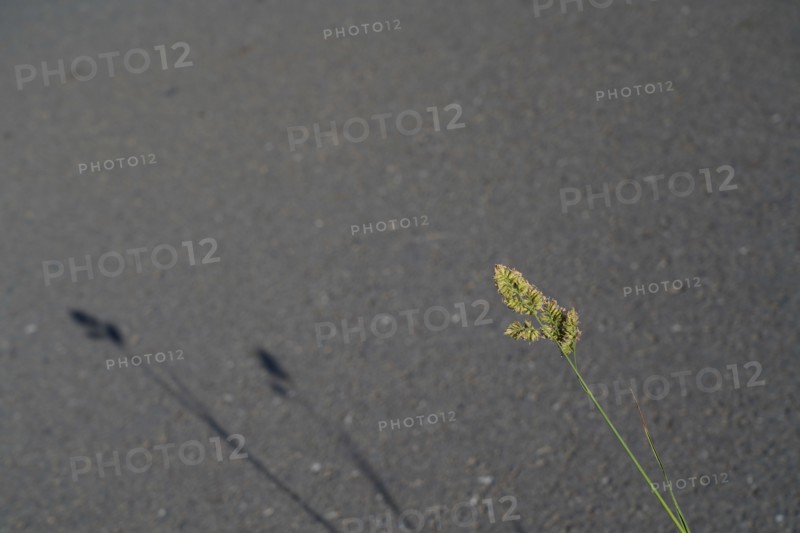 Shadows of the grass on the road